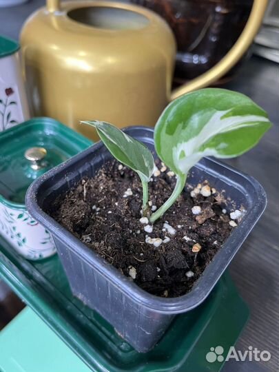 Эпипремнум с белой вариегатностью