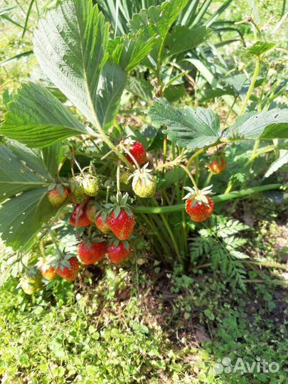 Клубника Купчиха, Азия, Пенелопа