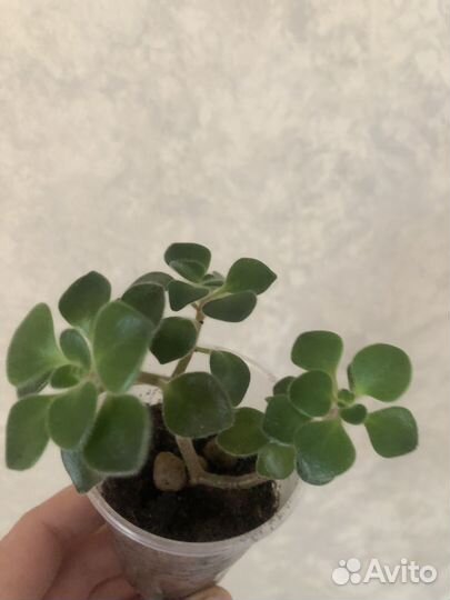 Аихризон (Дерево любви)