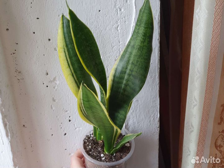 Комнатные цветы