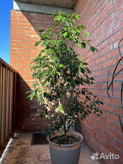 Фикус бенджамина