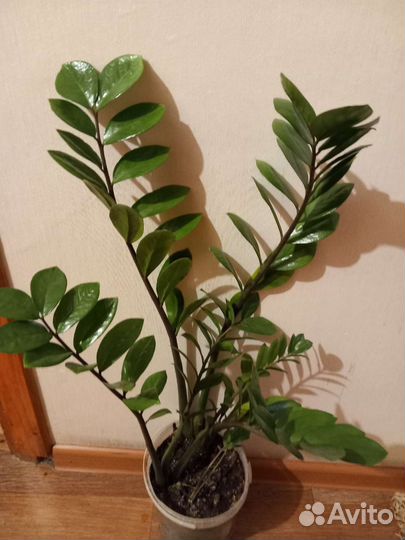 Замиокулькас