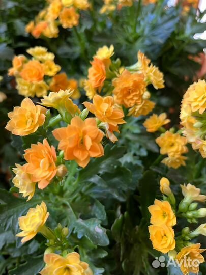 Каланхоэ, долгоцветущий