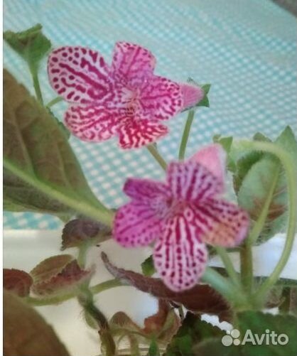 Сортовые колерии