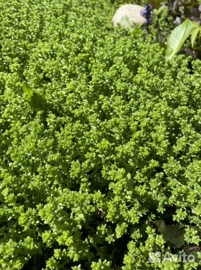 Почвопокровные растения