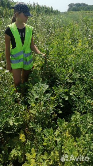 Саженцы сеянцы Дуб черешчатый