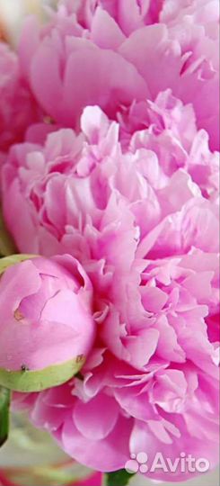 Букет цветы пионы