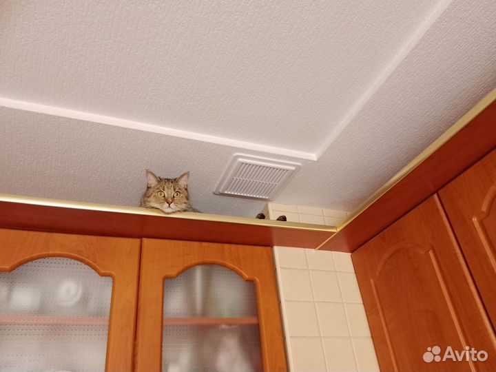 Ищем дом кошечке