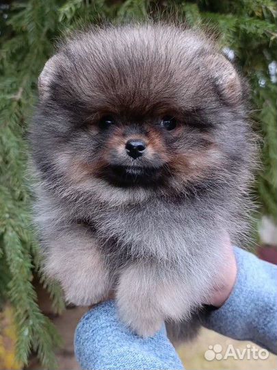 Померанский шпиц мини