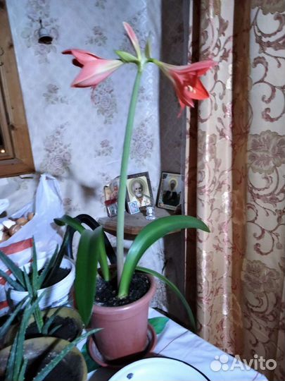 Гиппеаструм амариллис луковицы