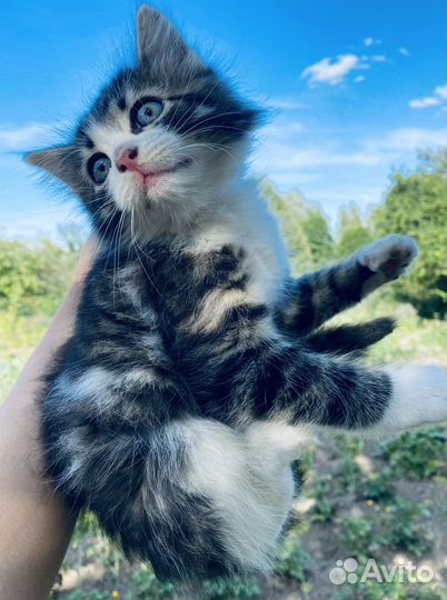 Пушистые котята