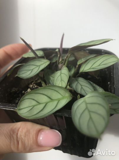 Ктенанта амагрис