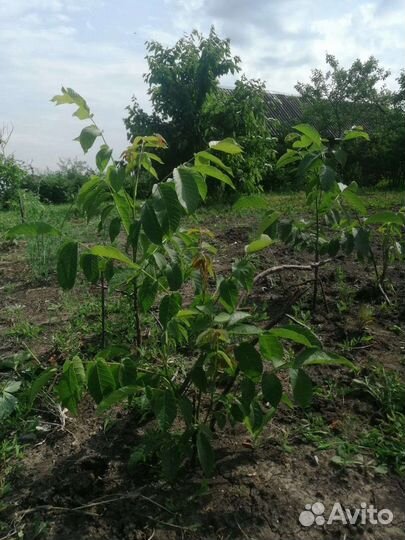 Саженцы грецкого ореха