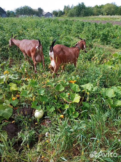 Англо нубийские козы