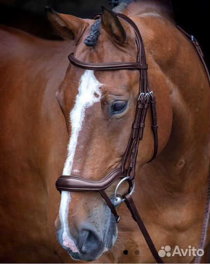 Амуниция для лошадей