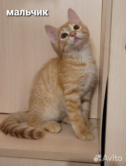 Котята бесплатно