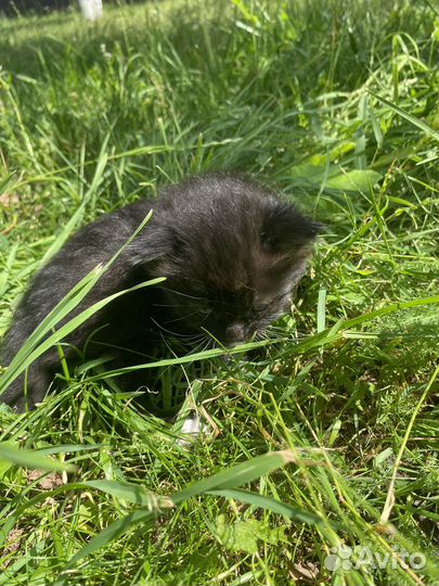 Отдам котят в добрые руки