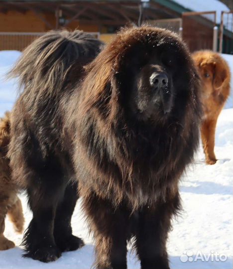 Тибетский мастиф вязка