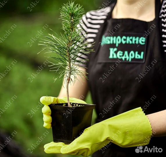 Саженцы сибирского кедра