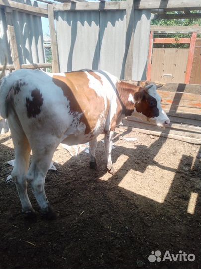 Телка стельная