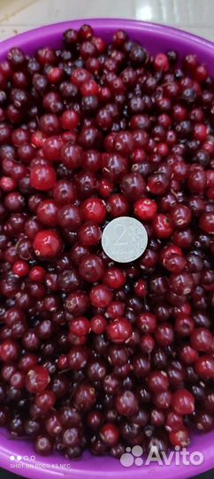 Черника, брусника, клюква