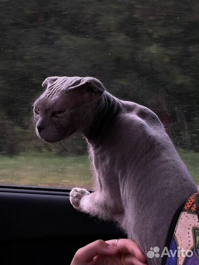 Вязка Украинский левкой