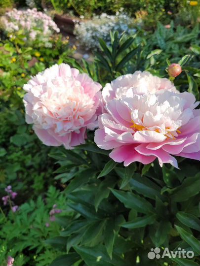 Пионы травянистые