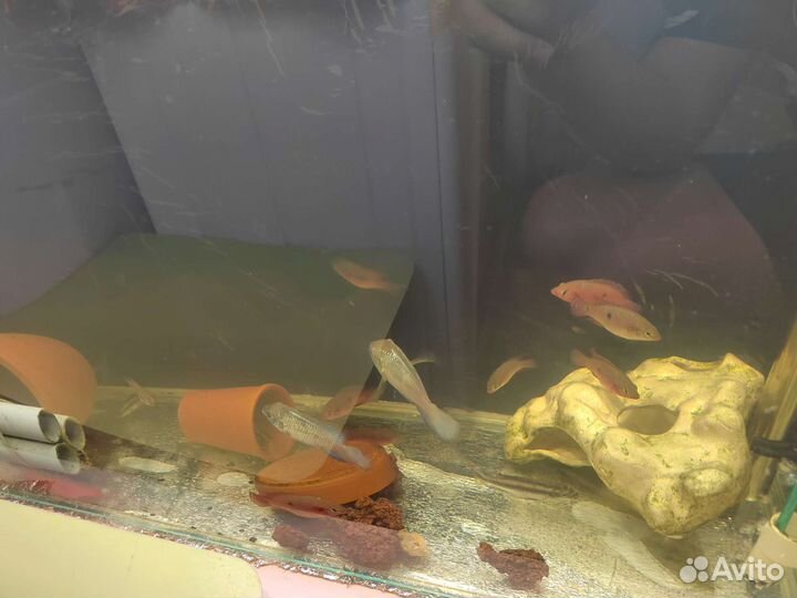 Аквариумные рыбки