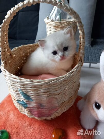 Продаются шотландские котята