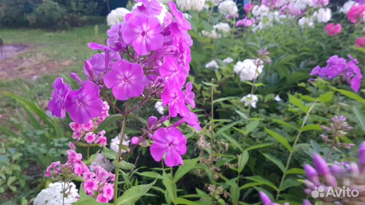 Цветы для сада. Многолетние растения