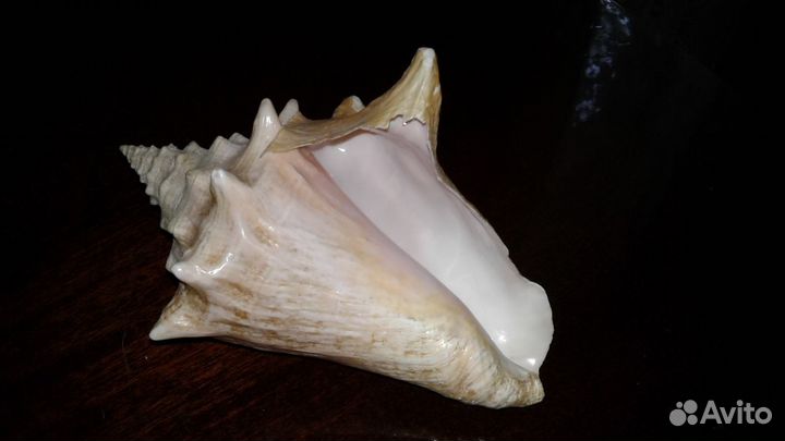 Ракушку морскую продаю