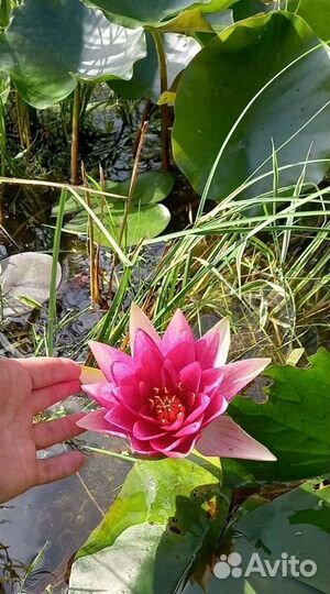 Нимфея (кувшинка для пруда) красная и белая