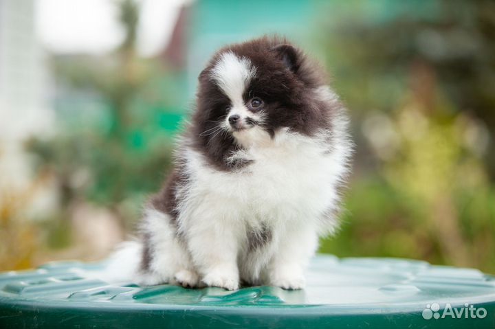 Щенок девочка Померанский шпиц