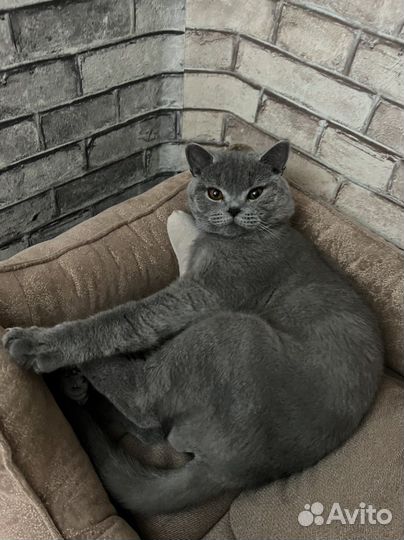 Британский кот вязка