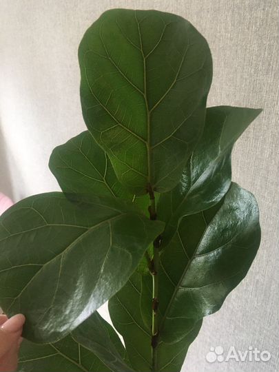 Фикус лирата бамбино