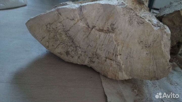 Окаменелое дерево. Торг