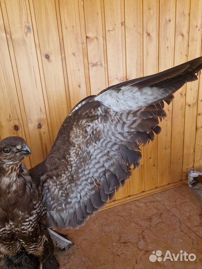 Чучело ястреба