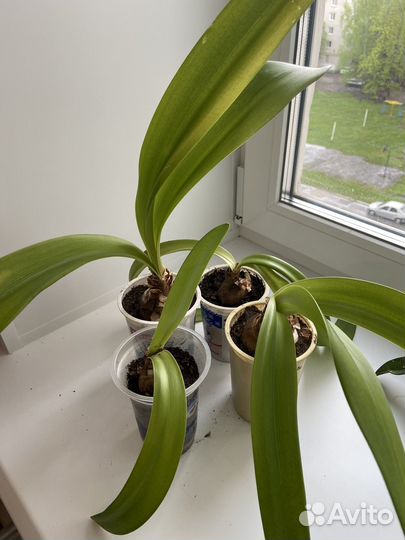 Гиппеаструм амариллис