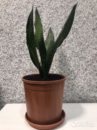 Большой Щучий хвост