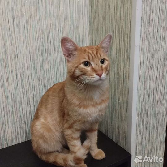 Найден рыжий кот