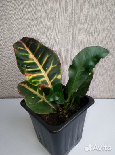 Комнатные растения цветы