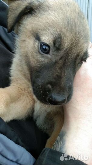 Щенки в добрые руки