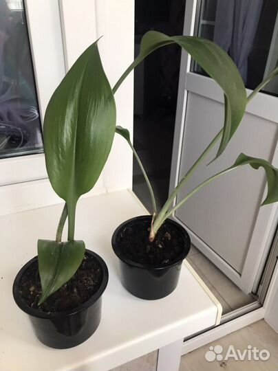 Амазонская лилия/ гиппеаструм/ замиокулькас