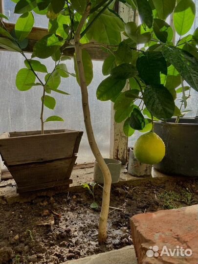 Лимонное дерево