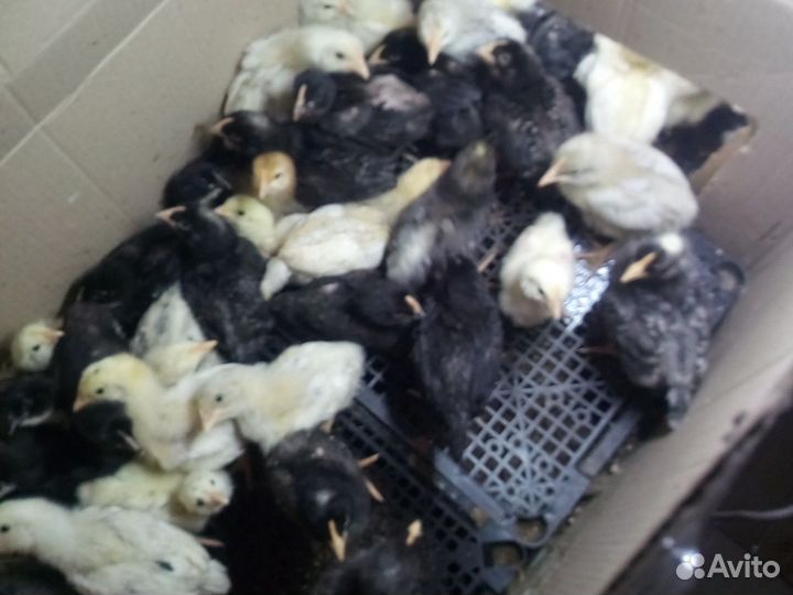 Инкубационное яйцо и цыплята