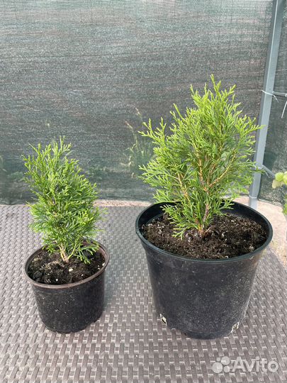 Гибискус, вереск, туя смарагд растения