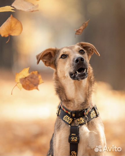 Маленькая собака в добрые руки