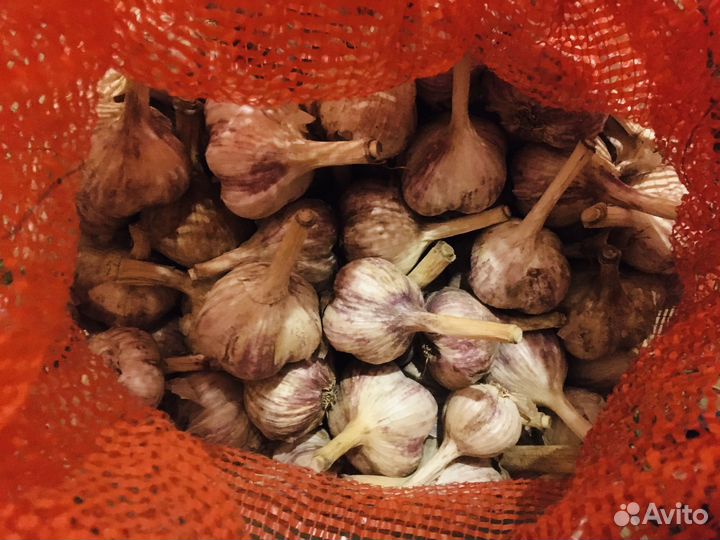 Продам чеснок