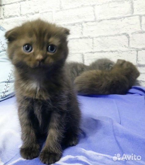 Шотландские котята