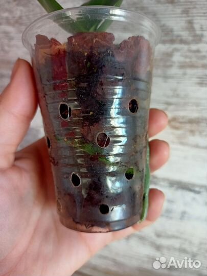 Орхидея фаленопсис мини